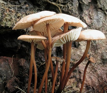   Marasmius scorodonius 